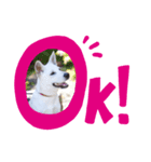 猟犬JACKのスタンプ（個別スタンプ：5）