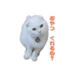 まろスタンプねこ2（個別スタンプ：3）