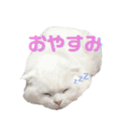 まろスタンプねこ2（個別スタンプ：6）