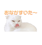 まろスタンプねこ2（個別スタンプ：8）