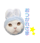 まろスタンプねこ2（個別スタンプ：10）