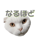 まろスタンプねこ2（個別スタンプ：12）