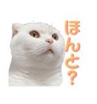 まろスタンプねこ2（個別スタンプ：15）