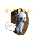 ピッコロトイプーの使える言葉2020（個別スタンプ：4）