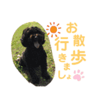 ピッコロトイプーの使える言葉2020（個別スタンプ：6）