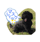 ピッコロトイプーの使える言葉2020（個別スタンプ：7）