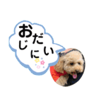 ピッコロトイプーの使える言葉2020（個別スタンプ：15）