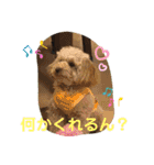 ピッコロトイプーの使える言葉2020（個別スタンプ：17）