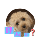 ピッコロトイプーの使える言葉2020（個別スタンプ：20）