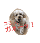 ピッコロトイプーの使える言葉2020（個別スタンプ：23）