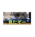 ピッコロトイプーの使える言葉2020（個別スタンプ：31）