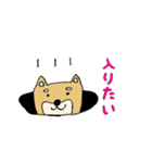 産婦人科医のための柴犬Dogtorスタンプ（個別スタンプ：10）