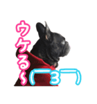 FB ぷっちょ（個別スタンプ：13）