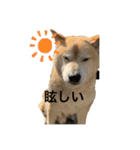 かん太くんの日常（個別スタンプ：2）