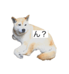 かん太くんの日常（個別スタンプ：10）