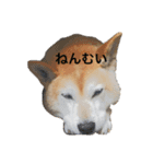 かん太くんの日常（個別スタンプ：14）