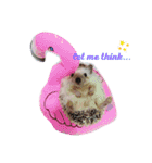 かわいいおTang Tang（個別スタンプ：1）
