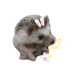 かわいいおTang Tang（個別スタンプ：4）