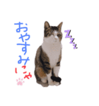 月愛と星愛（個別スタンプ：2）