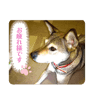 あいけん柴犬すたんぷ（個別スタンプ：5）