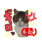 らんちゃんとまるくん（個別スタンプ：2）