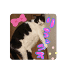 らんちゃんとまるくん（個別スタンプ：3）
