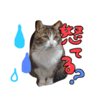 らんちゃんとまるくん（個別スタンプ：4）