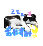 らんちゃんとまるくん（個別スタンプ：11）