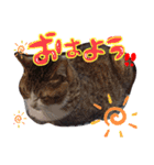 らんちゃんとまるくん（個別スタンプ：14）