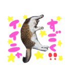 らんちゃんとまるくん（個別スタンプ：16）