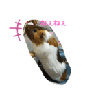 ʕ ꈍᴥꈍʔ♡④♡（個別スタンプ：1）
