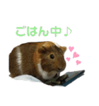 ʕ ꈍᴥꈍʔ♡④♡（個別スタンプ：3）