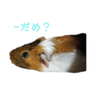 ʕ ꈍᴥꈍʔ♡④♡（個別スタンプ：6）