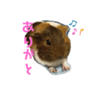 ʕ ꈍᴥꈍʔ♡④♡（個別スタンプ：9）