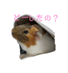 ʕ ꈍᴥꈍʔ♡④♡（個別スタンプ：10）
