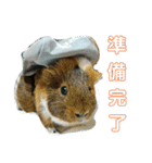 ʕ ꈍᴥꈍʔ♡④♡（個別スタンプ：13）