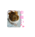 ʕ ꈍᴥꈍʔ♡④♡（個別スタンプ：15）
