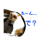 ʕ ꈍᴥꈍʔ♡④♡（個別スタンプ：17）