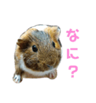 ʕ ꈍᴥꈍʔ♡④♡（個別スタンプ：19）