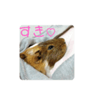 ʕ ꈍᴥꈍʔ♡④♡（個別スタンプ：20）