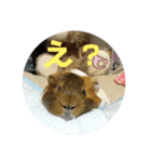 ʕ ꈍᴥꈍʔ♡④♡（個別スタンプ：21）