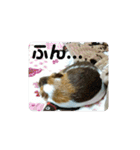 ʕ ꈍᴥꈍʔ♡④♡（個別スタンプ：25）