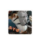 ʕ ꈍᴥꈍʔ♡④♡（個別スタンプ：28）