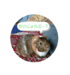 ʕ ꈍᴥꈍʔ♡④♡（個別スタンプ：32）