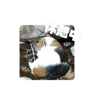 ʕ ꈍᴥꈍʔ♡④♡（個別スタンプ：34）