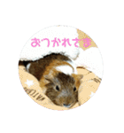 ʕ ꈍᴥꈍʔ♡④♡（個別スタンプ：35）