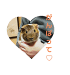 ʕ ꈍᴥꈍʔ♡④♡（個別スタンプ：37）