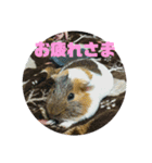 ʕ ꈍᴥꈍʔ♡④♡（個別スタンプ：38）