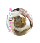 ʕ ꈍᴥꈍʔ♡④♡（個別スタンプ：40）