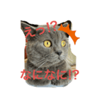 猫のもずくの1日（個別スタンプ：2）